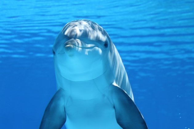 海豚　イルカ　夢占い