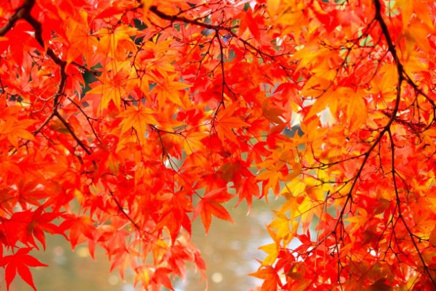 紅葉　もみじ　夢占い