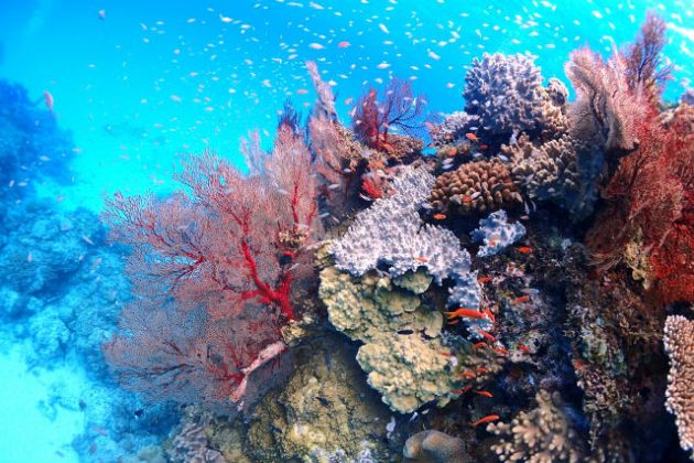 珊瑚　サンゴ　夢占い